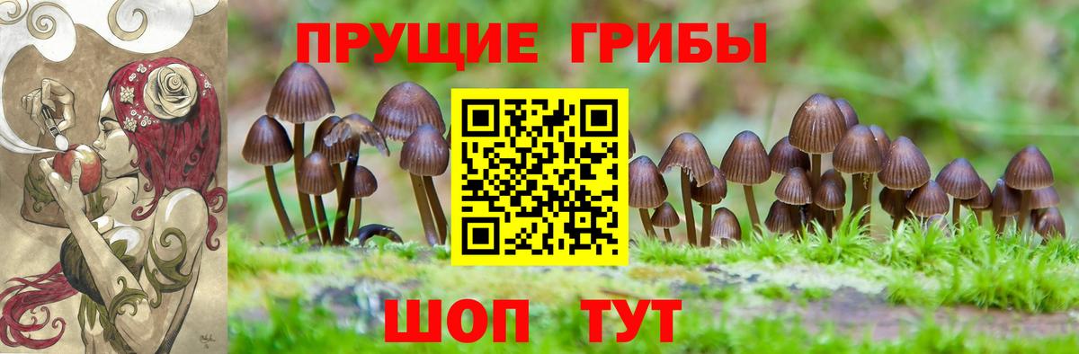 Галлюциногенные грибы Psilocybe Реутов